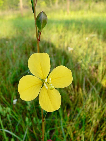 {Ludwigia virgata}